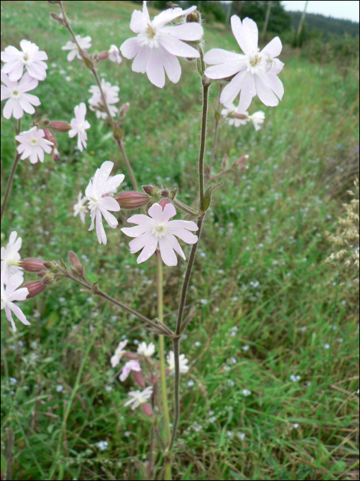 Silene dioica (L.) (=Melandrium silvestre)