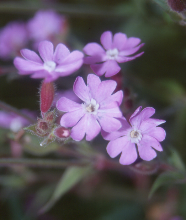 Silene dioica (L.) (=Melandrium silvestre)