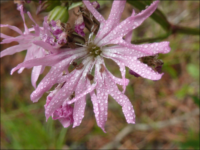 Silene flos-cuculi (L.)  (=Lychnis flos-cuculi)