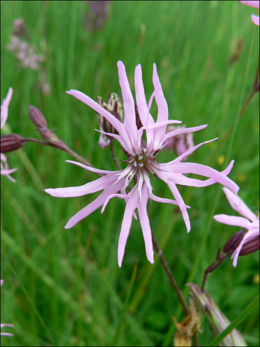 Silene flos-cuculi (L.)  (=Lychnis flos-cuculi)