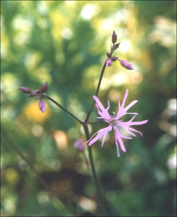 Silene flos-cuculi (L.)  (=Lychnis flos-cuculi)