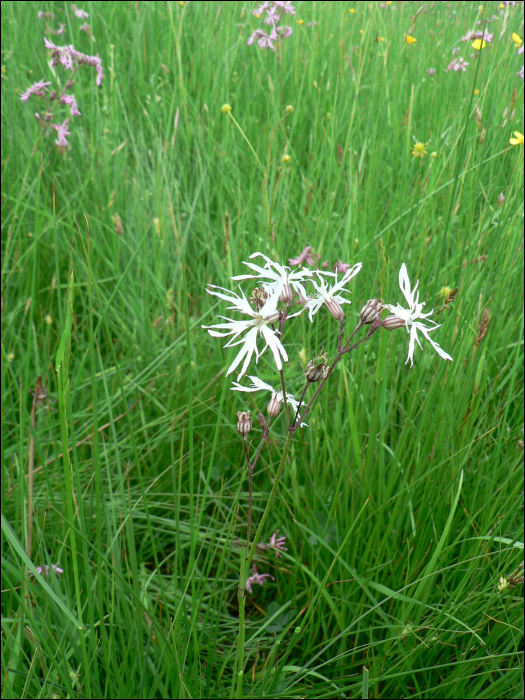 Silene flos-cuculi (L.)  (=Lychnis flos-cuculi)