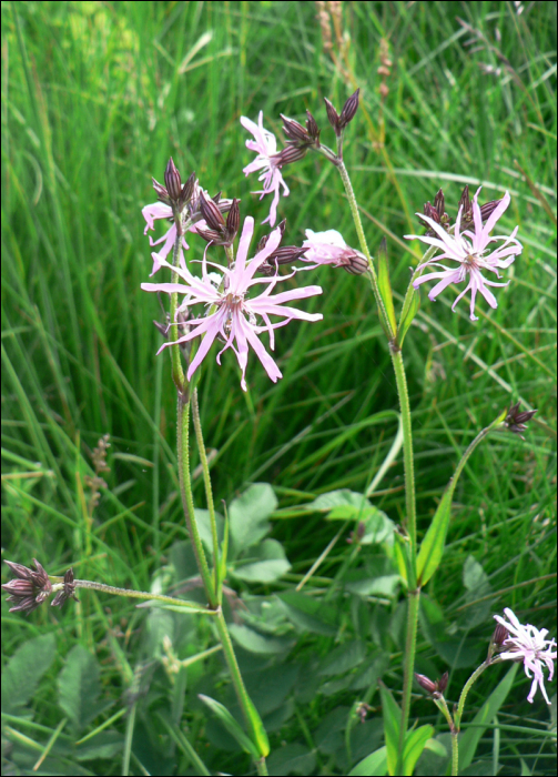 Silene flos-cuculi (L.)  (=Lychnis flos-cuculi)