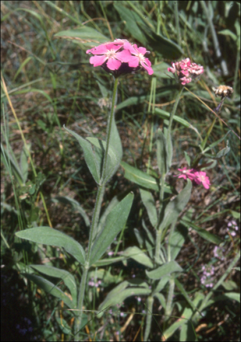 Silene flos-jovis (L.) (=Lychnis flos-jovis)