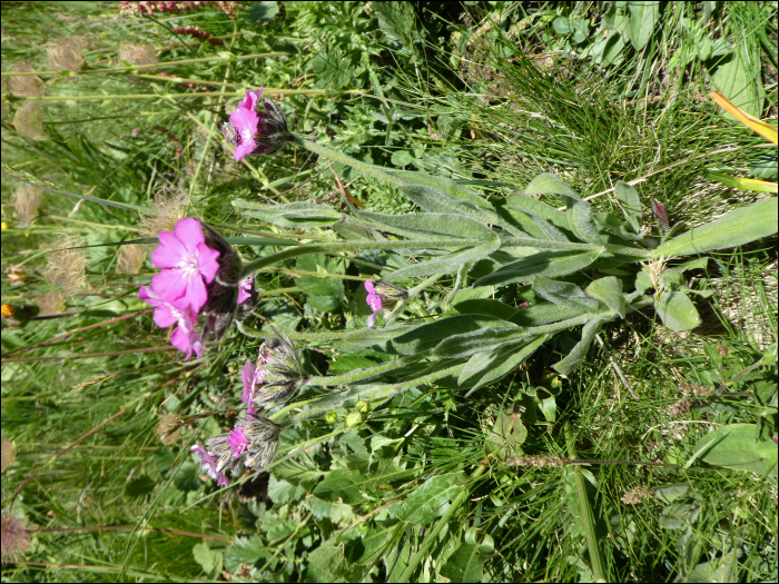 Silene flos-jovis (L.) (=Lychnis flos-jovis)