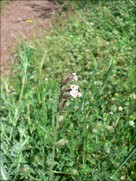 Photo de Silene Français (Silene gallica)