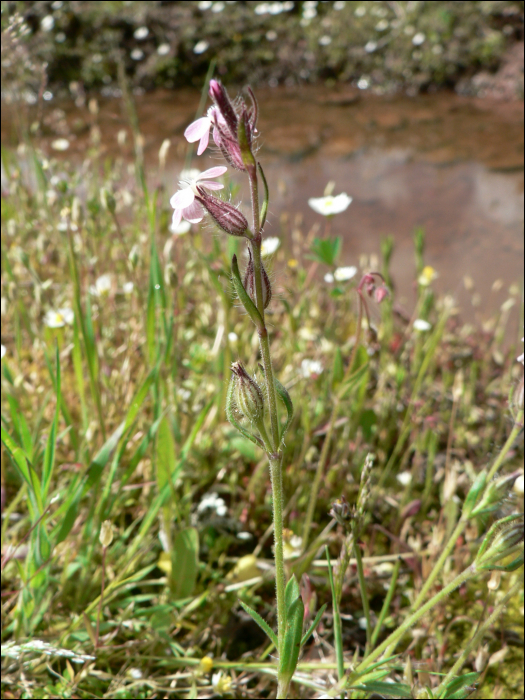 Silene gallica