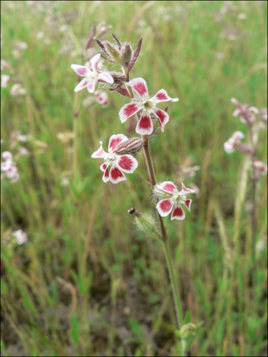 Silene gallica