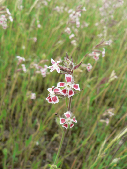 Silene gallica