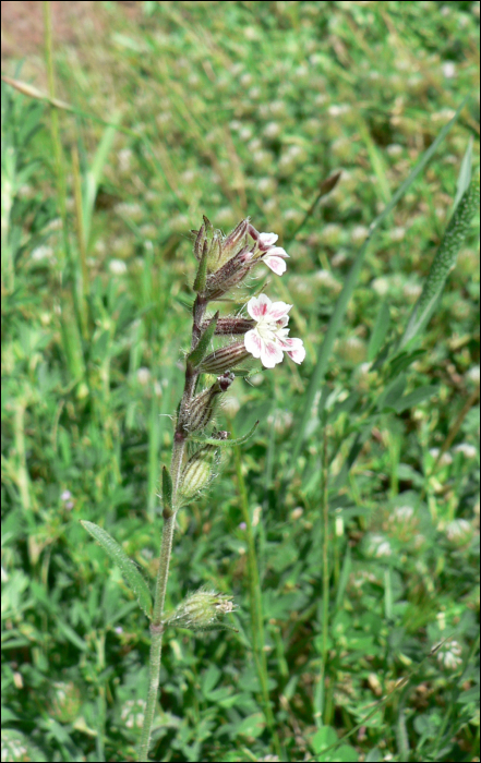 Silene gallica