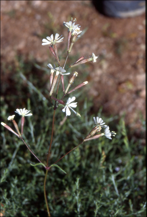 Silene italica