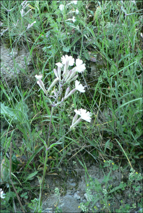 Silene italica