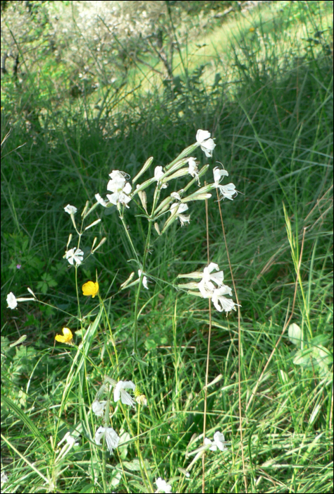 Silene italica