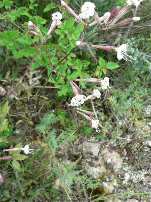 Silene italica