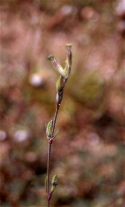 Silene nocturna