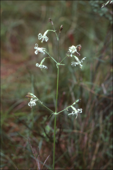 Silene nutans L.