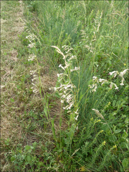 Silene nutans L.