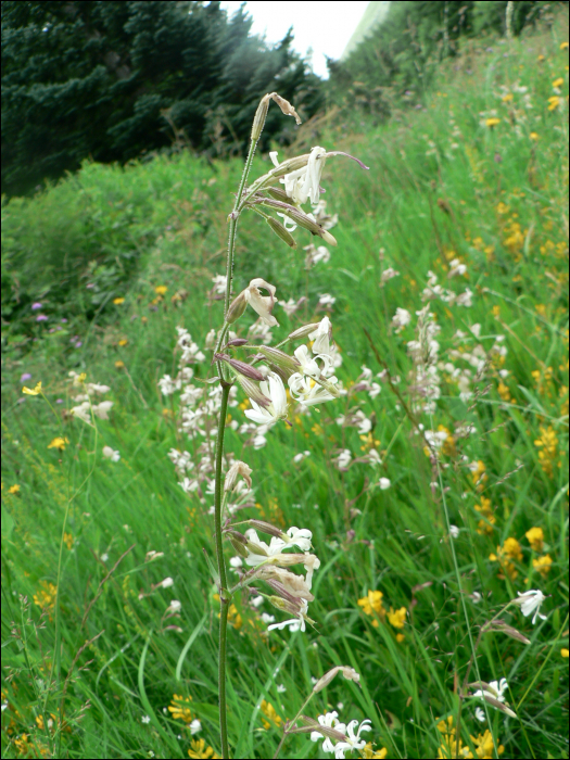 Silene nutans L.