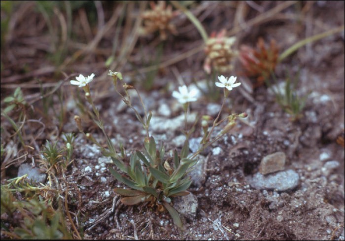 Silene rupestris L.