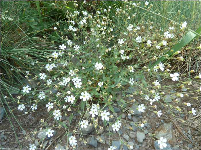 Silene rupestris L.