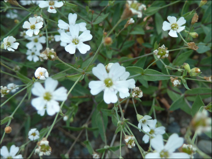 Silene rupestris L.