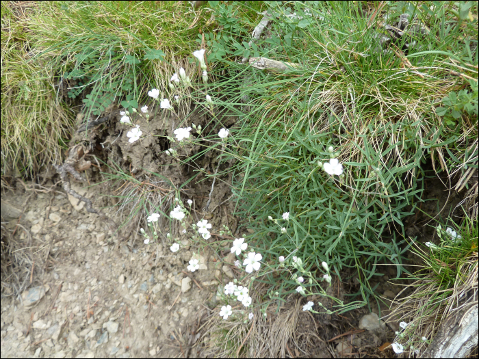 Silene rupestris L.