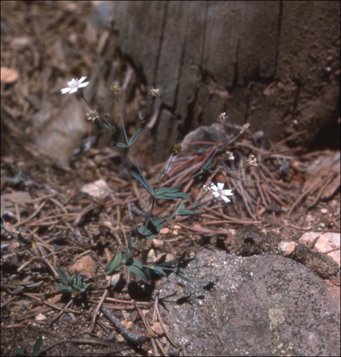 Silene rupestris L.