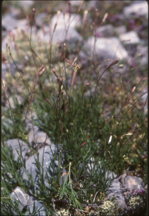 Silene saxifraga L.