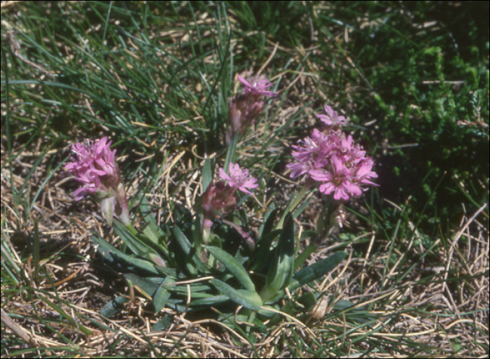 Silene suecisa