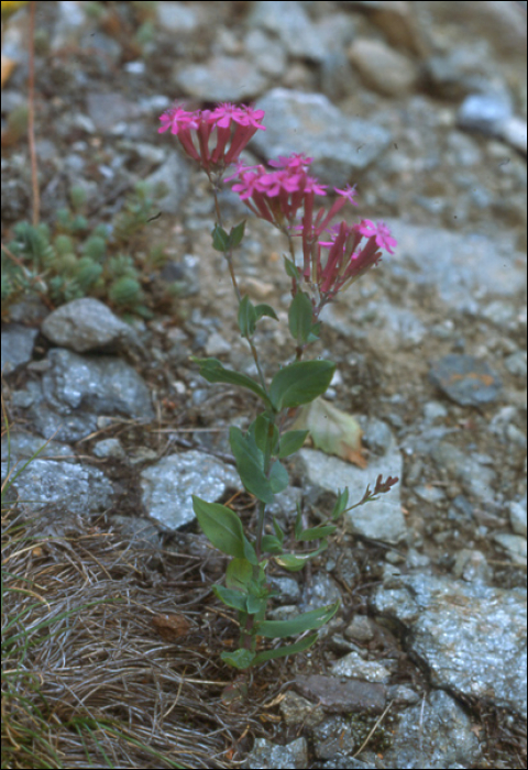 Silene viscaria (L.)