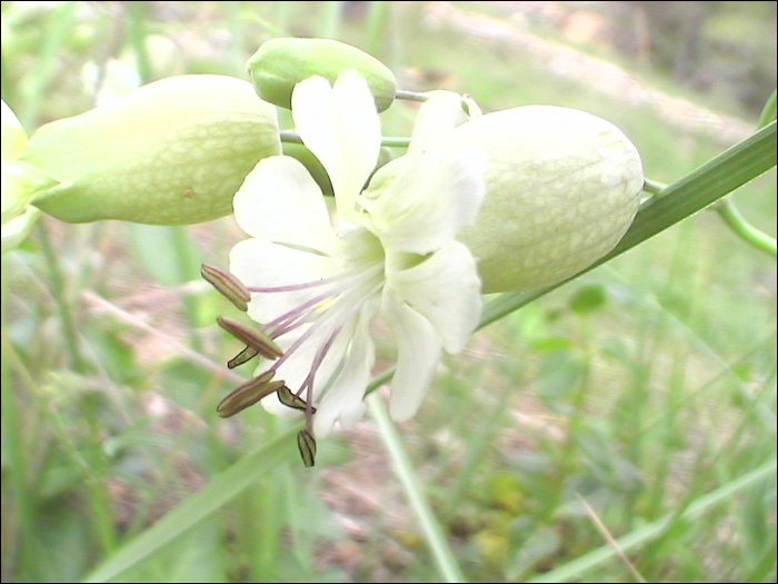 Silene  vulgaris Garcke (=Silene inflata)