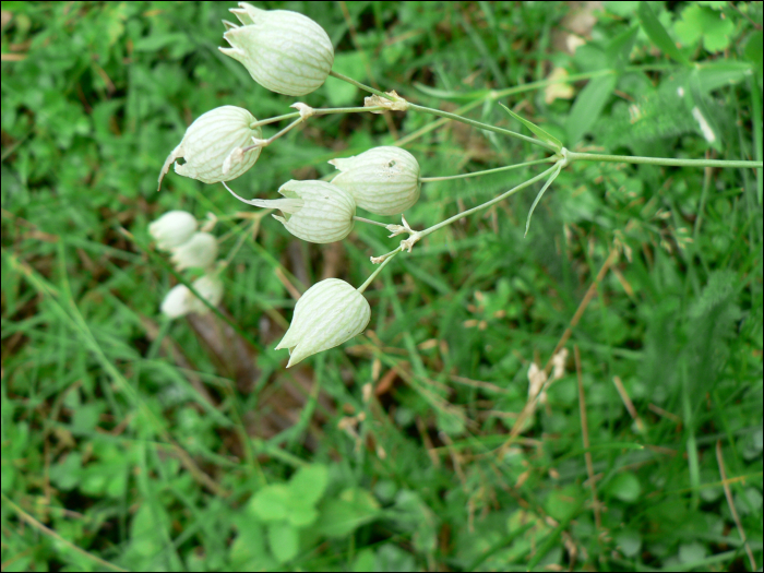 Silene  vulgaris Garcke (=Silene inflata)