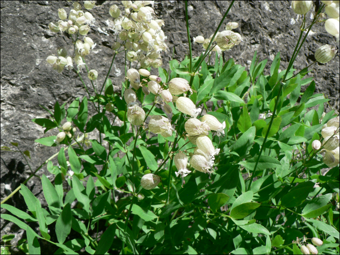 Silene  vulgaris Garcke (=Silene inflata)