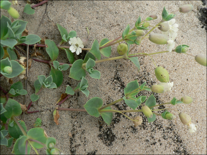 Silene  vulgaris Garcke (=Silene inflata)