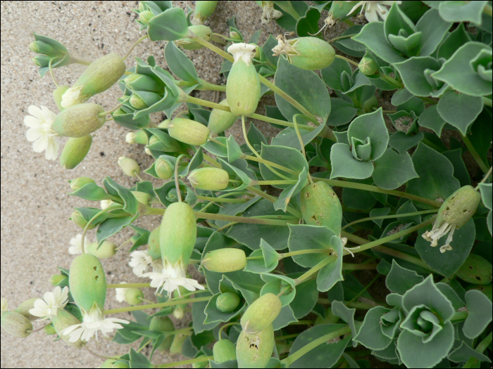 Silene  vulgaris Garcke (=Silene inflata)