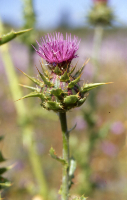 Silybum marianum