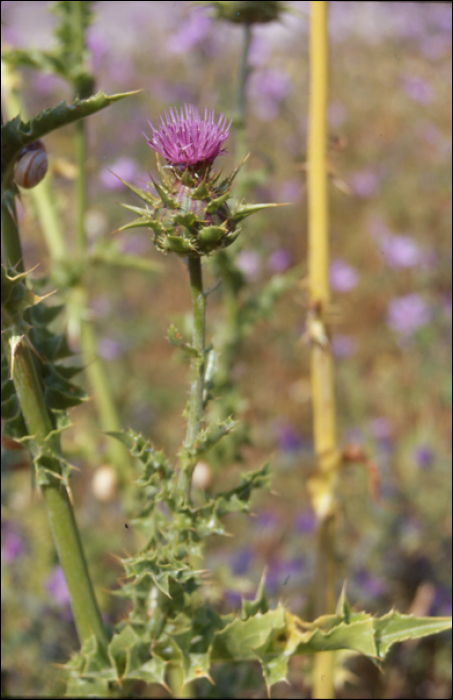 Silybum marianum