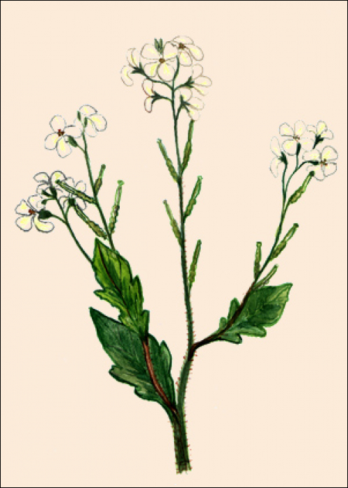 Sinapis alba L.