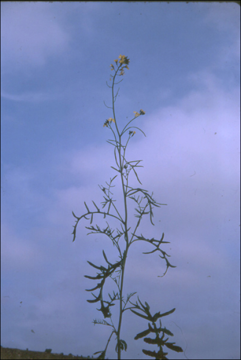 Sisymbrium altissimum L. (=Sisymbrium pannonicum)