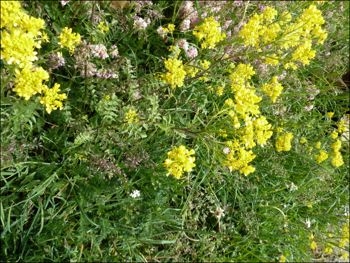 Sisymbrium austriacum