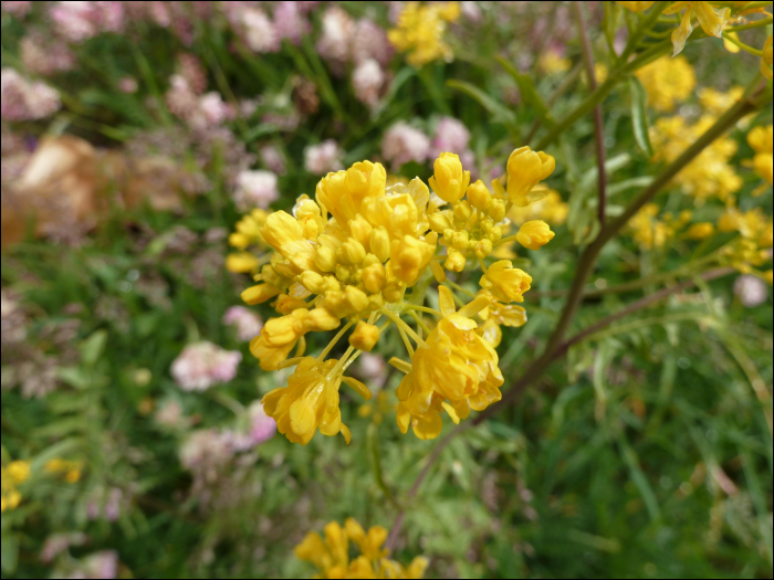 Sisymbrium austriacum