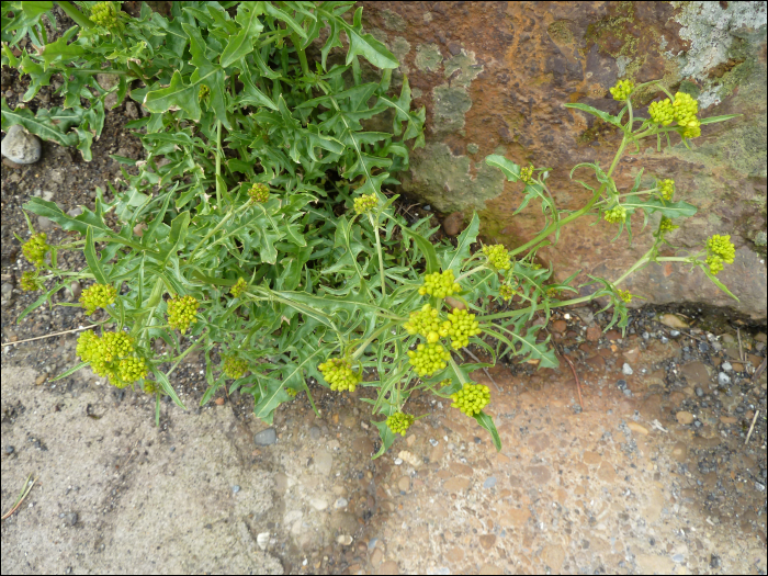 Sisymbrium austriacum