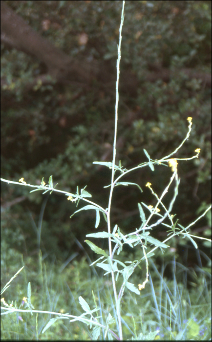 Sisymbrium officinale Scop.