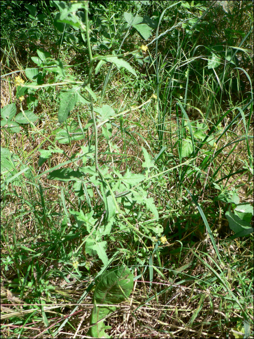 Sisymbrium officinale Scop.