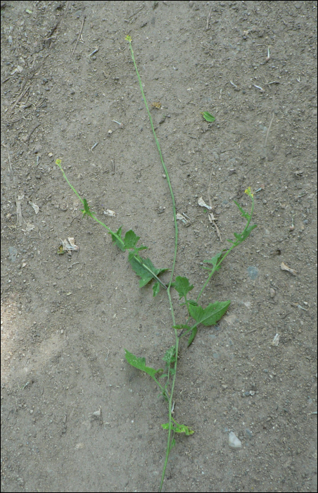 Sisymbrium officinale Scop.