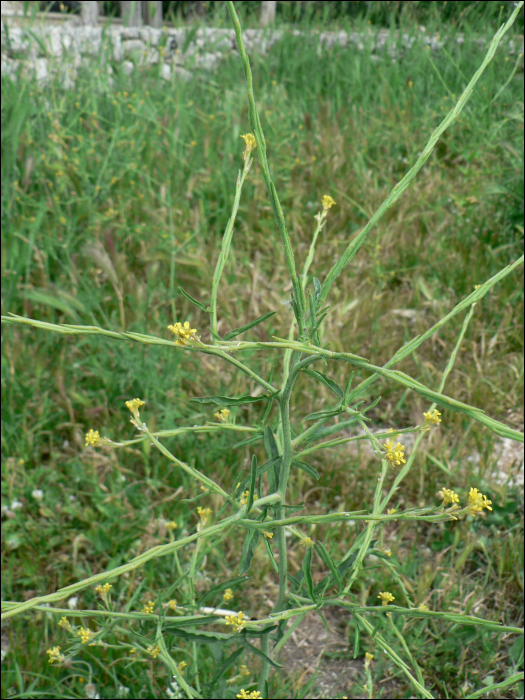 Sisymbrium officinale Scop.