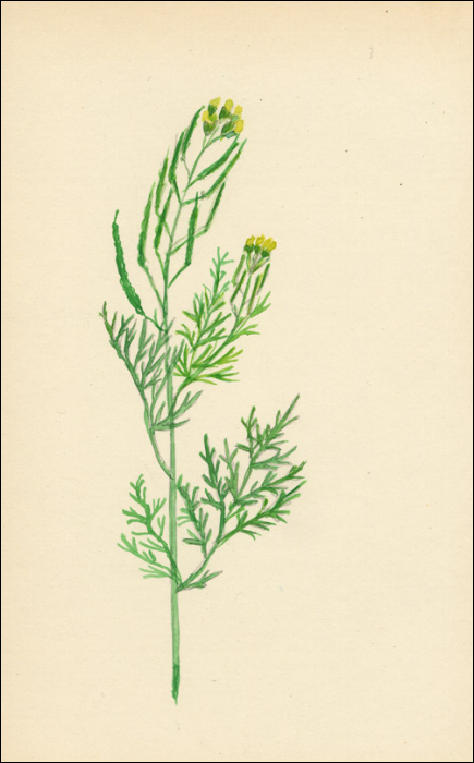 Sisymbrium sophia L.