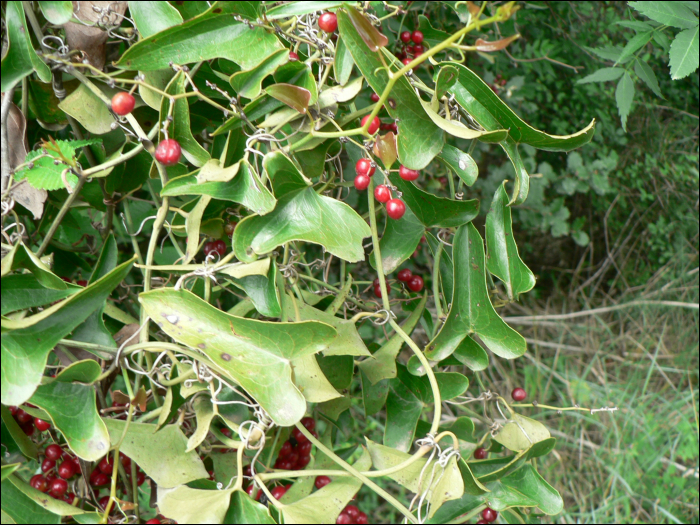 Smilax aspera L.