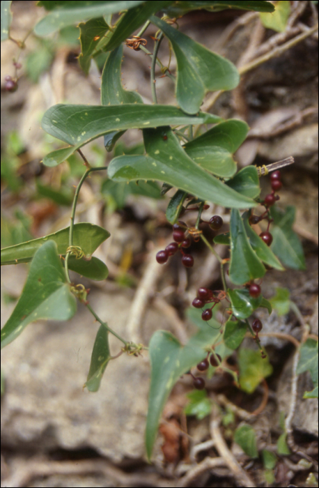 Smilax aspera L.