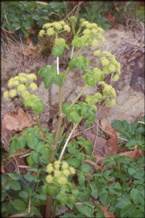 Smyrnium olusatrum